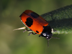 Clytra