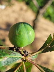 Prunus salicina