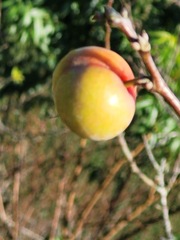 Prunus salicina