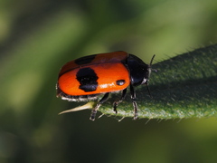 Clytra