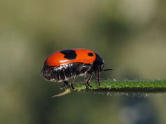Clytra