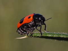 Clytra