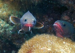 Lotella rhacina