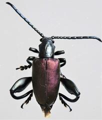 Sagra bicolor