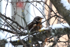 Turdus pilaris