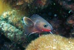 Lotella rhacina
