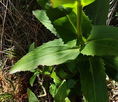 Goodenia decurrens
