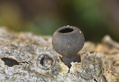 Rutstroemia elatina