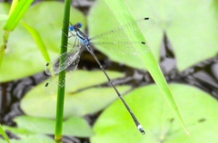 Lestes tenuatus