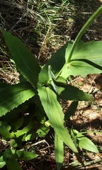 Goodenia decurrens