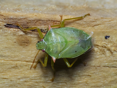 Brontocoris nigrolimbatus