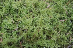 Thuidiopsis sparsa