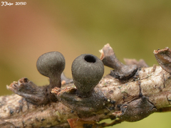 Rutstroemia elatina