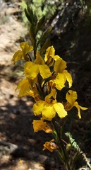 Goodenia decurrens