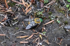 Scaptia