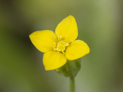 Cicendia quadrangularis