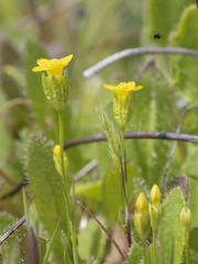 Cicendia quadrangularis
