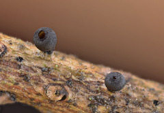Rutstroemia elatina