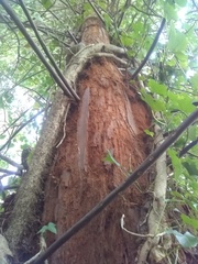 Sequoia sempervirens