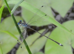 Lestes tenuatus