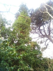 Sequoia sempervirens