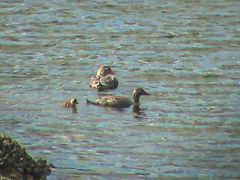 Tachyeres patachonicus