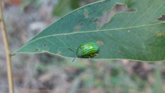 Calomela pallida