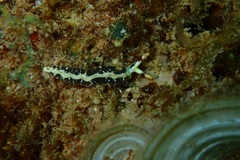 Thuridilla kathae