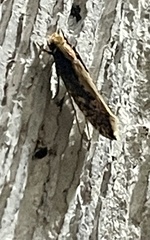 Monopis crocicapitella