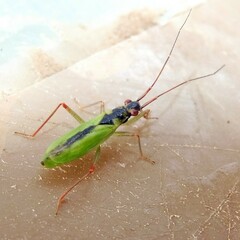 Teratocoris antennatus