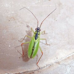 Teratocoris antennatus