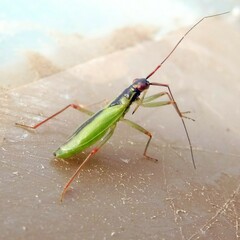 Teratocoris antennatus