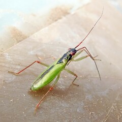 Teratocoris antennatus