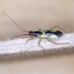 Teratocoris antennatus