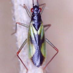 Teratocoris antennatus