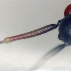 Teratocoris antennatus