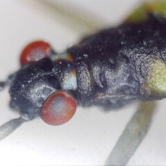 Teratocoris antennatus