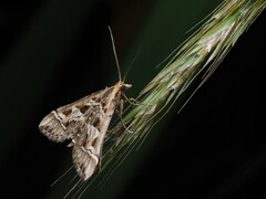 Diasemia accalis