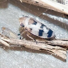 Anoscopus serratulae