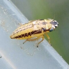 Anoscopus