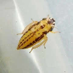 Anoscopus