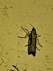 Leptocroca sanguinolenta