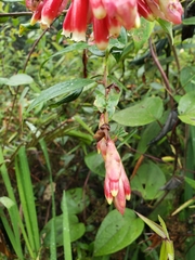 Cavendishia bracteata