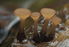 Rutstroemia paludosa