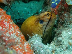 Gymnothorax prasinus