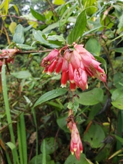 Cavendishia bracteata