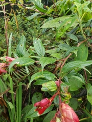 Cavendishia bracteata