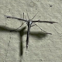 Stenoptilia zophodactylus