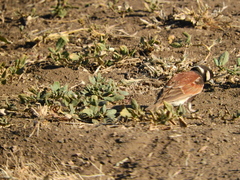 Eremopterix leucotis