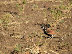 Eremopterix leucotis